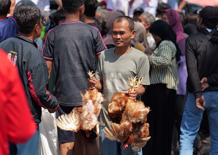 Harga Telur Anjlok, Peternak Temanggung Bagikan 5.500 Ayam Gratis kepada Warga