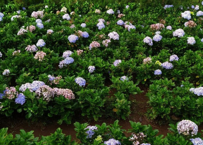 Rekomendasi Tempat Berswafoto Unik di Silancur Highland Ada Taman Bunga Hydrangea di Magelang