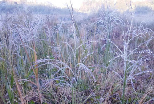 Di Dieng Wonosobo, Embun Salju Jadi Bencana Petani Kentang, Tapi Berkah bagi Wisatawan