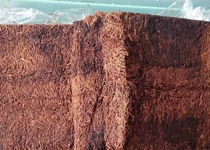 Keunggulan Tembakau Garangan, Produk Khas Wonosobo yang Berpotensi Dorong Pariwisata