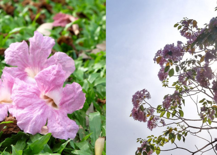 Cikalbakal Pohon Tabebuya di Magelang yang Memiliki Keindahan Bak Di Negeri Sakura