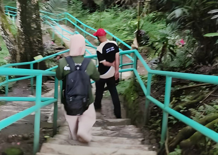 Populasi Kera Ekor Panjang Kian Tak Terkendali, Begini Cara Pengelola Kebun Raya Gunung Tidar Mengatasinya