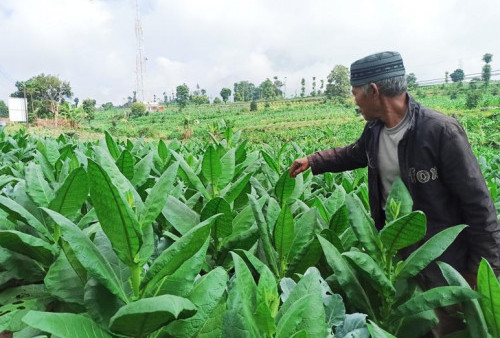 Luasan Tembakau di Temanggung Tahun Ini Berkurang, Apa Penyebabnya?