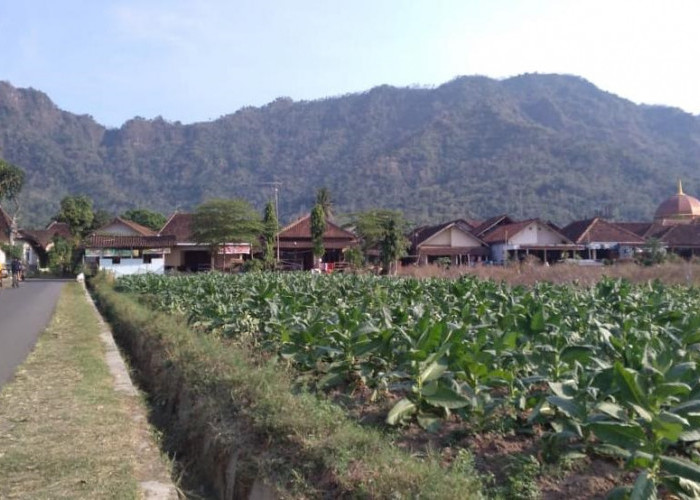 Kemarau Basah, Petani di Borobudur Magelang Enggan Tanam Tembakau