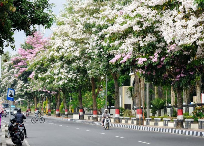 Sakuranya Magelang Kembali Lagi, Bunga Tabebuya Hiasi Jalanan Kota Magelang