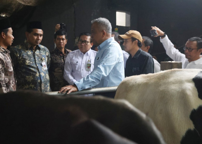 Magelang Jadi Sentra Susu Baru Jateng, Produksi Koperasi Belum Tembus 2.000 Liter