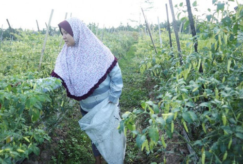 Cabai Putihan di Magelang pun Memiliki Harga Jual Tinggi, Berapa Rupiah?