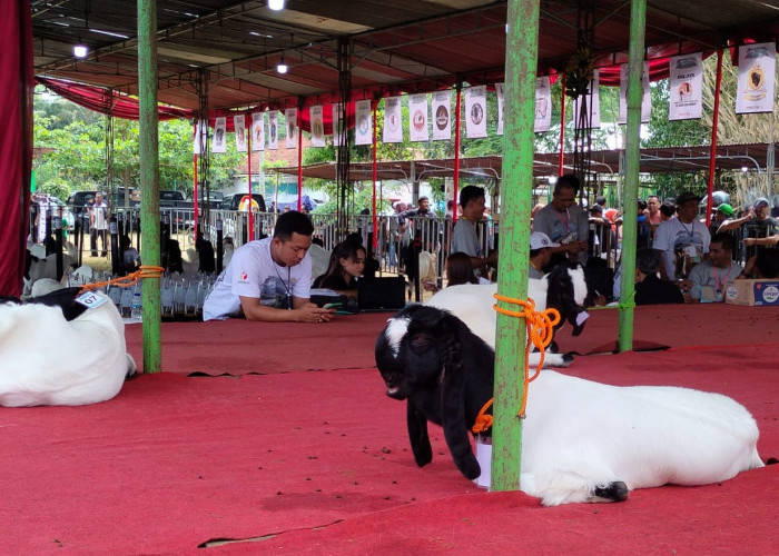 Pengawasan Pilkada Purworejo Libatkan Ratusan Peternak Kambing