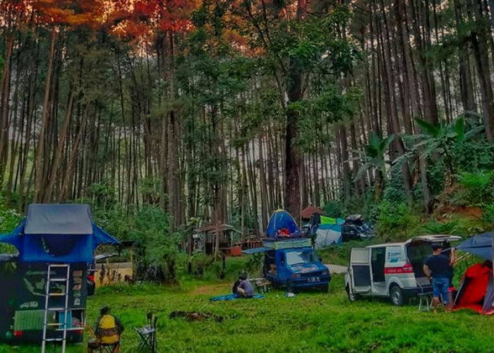 HTM Cuma 5 Ribu, Wisata Sigrowang Temanggung Tawarkan Sensasi Keindahan Pohon Pinus!