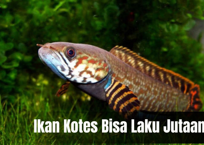 Apa Itu Ikan Kotes? Ternyata Bisa Laku Jutaan Lho