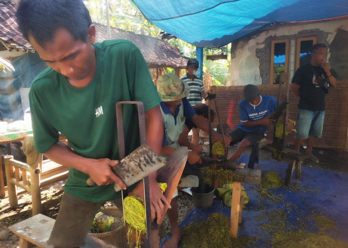 Petani Desa Karangmulyo Purworejo Raup Cuan dari Tembakau yang Tahun Ini Mulai Membaik