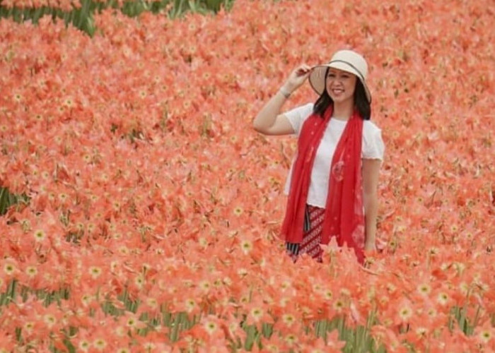 Wisata ke Taman Bunga Amarilis, Mengunjungi Pesona Hamparan Bunga di Pekarangan Rumah