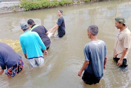 Tak Memikirkan PMK, Tradisi Mencuci Jeroan Masih Dilakukan Warga Kota Magelang