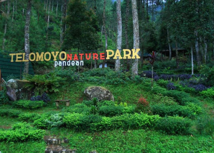 Telomoyo Nature Park, Penginapan yang Menawarkan Sensasi Menginap di Tengah Hutan Pinus