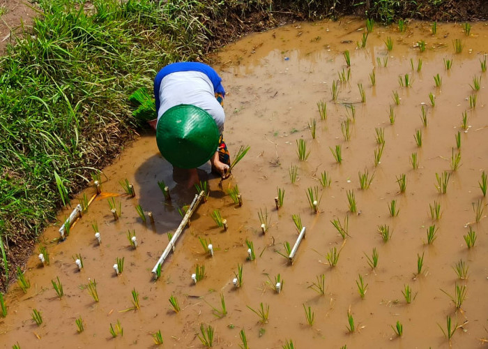 Meski Kemarau, Ketersediaan Air Sawah di Temanggung Masih Cukup