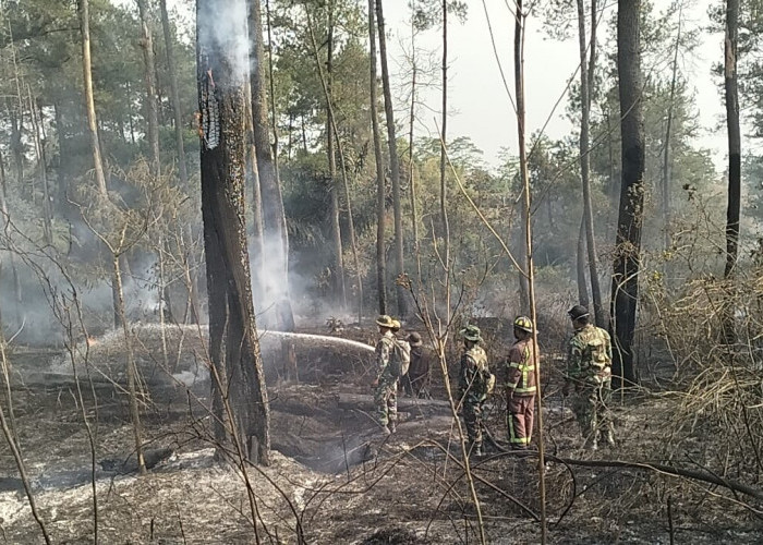 Gerak Cepat Koramil Srumbung Magelang Padamkan Kebakaran Hutan Gunung Merapi Dusun Pengger