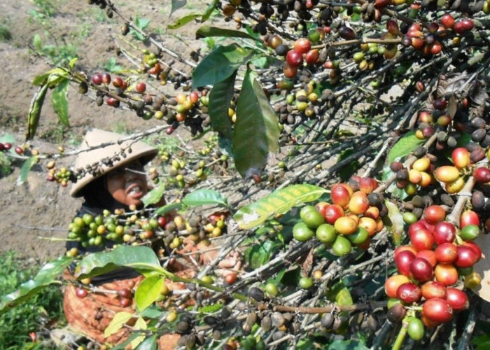 Panen Kopi Temanggung 2026 Turun 30 Persen, Dampak Kemarau Basah dan Cuaca Ekstrem