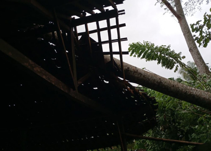 Bencana Hidrometeorologi Landa Purworejo, Pohon Tumbang Tutup Jalan dan Timpa Rumah Warga