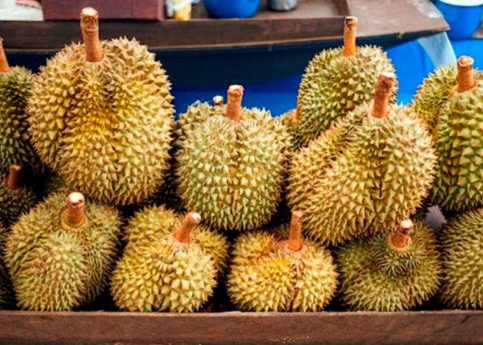 Kampung Durian di Candimulyo Magelang, Kenikmatan Makan Durian Langsung dari Pohonnya !