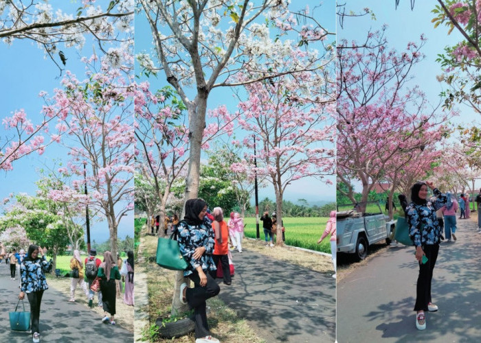 Segera Kunjungi, Bunga Tabebuya di Girikulon Secang, Jika di Payaman Sudah Rontok