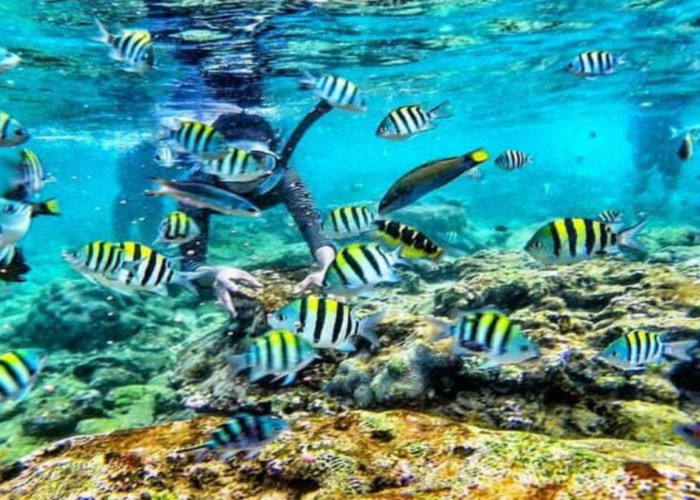Menikmati Pesona Bawah Laut Pantai Nglambor, Surga Bagi Pecinta Snorkeling Dengan Budget Terjangkau!