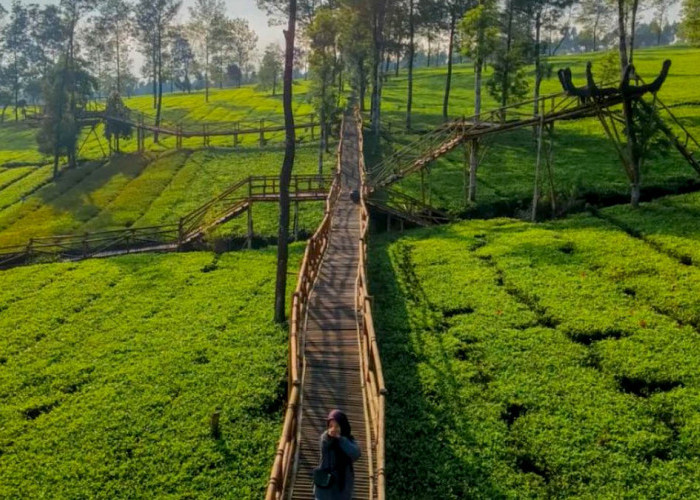 Kebun Teh Bedakah Wonosobo