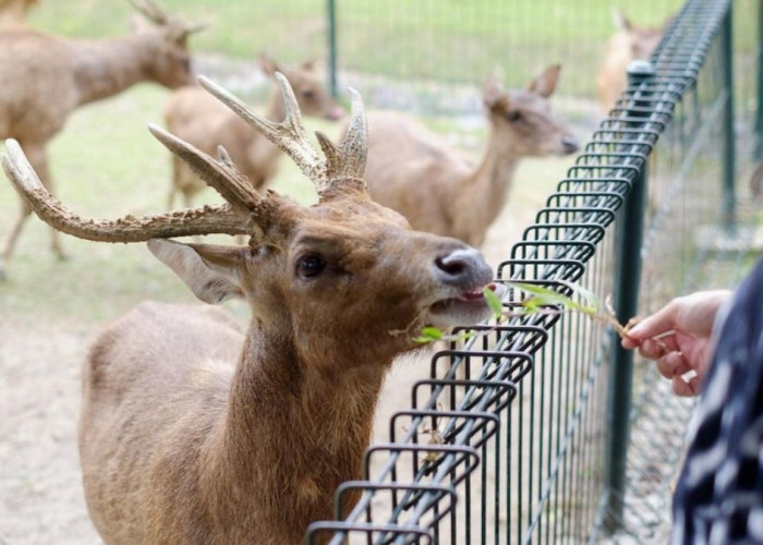 5 Wisata Magelang dengan Satwa Rusa! Dari Beri Pakan Sampai Gratis Dikunjungi