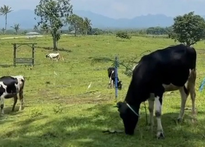 3 Km dari Artos Mall, Propang Ranch Magelang Suguhkan Panorama Ala New Zealand