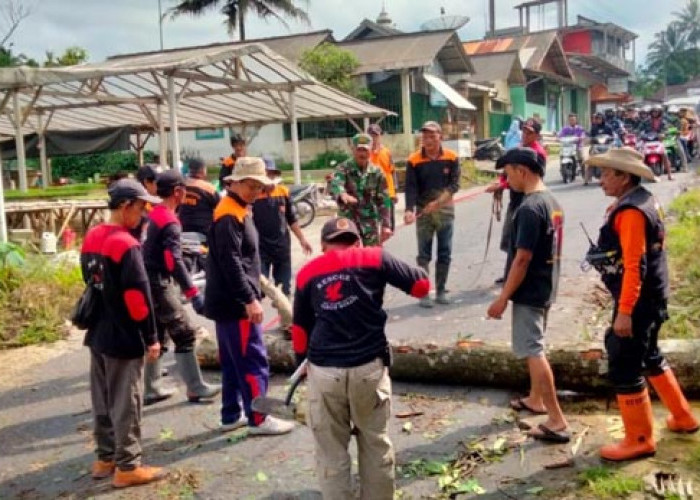 Pohon 'Pengancam' Pengguna Jalan di Jalur Evakuasi Merapi Ditebang