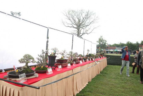 Gali Sejarah Bonsai dalam Pameran dan Kontes Bonsai Nasional di Borobudur