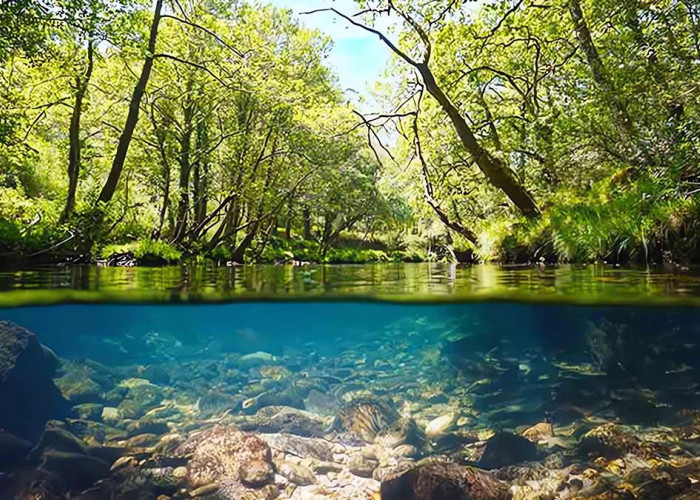 Segarnya Sendang Maren, Hidden Gem Wisata Mata Air di Magelang