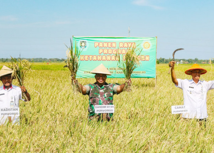 Panen Raya di Desa Sukomanah Purworejo, Kodim 0708 Beri Benih Padi Kepada 300 Petani