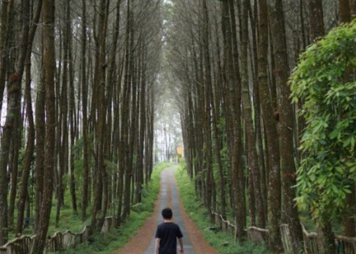 Wisata Magelang Spot Foto Instagrammable Yang Tersembunyi di Dalam Hutan Pinus Kragilan 
