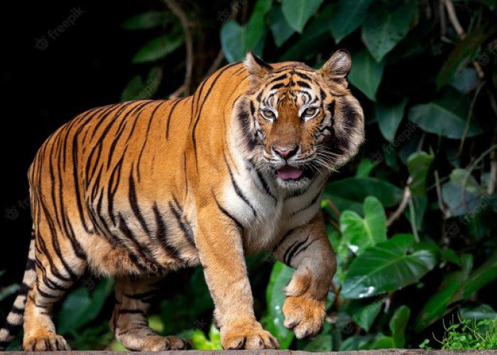 Ilustrasi Macan Loreng di Gunung Merbabu