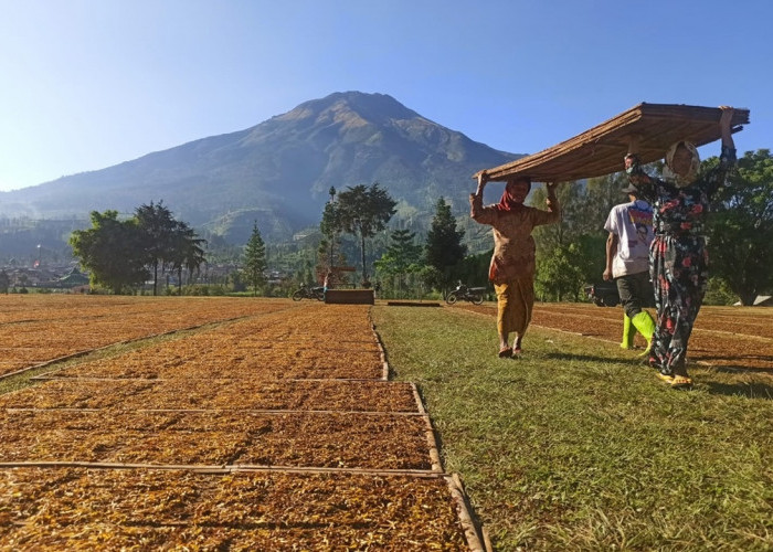 Temanggung Jadi Produsen Tembakau Terbesar Kedua di Jawa Tengah, Petani Berharap Harga Naik