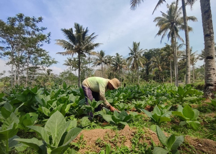 Petani Tembakau Temanggung Tuntut Harga Layak, Biaya Produksi Tembus Rp75 Juta per Hektare