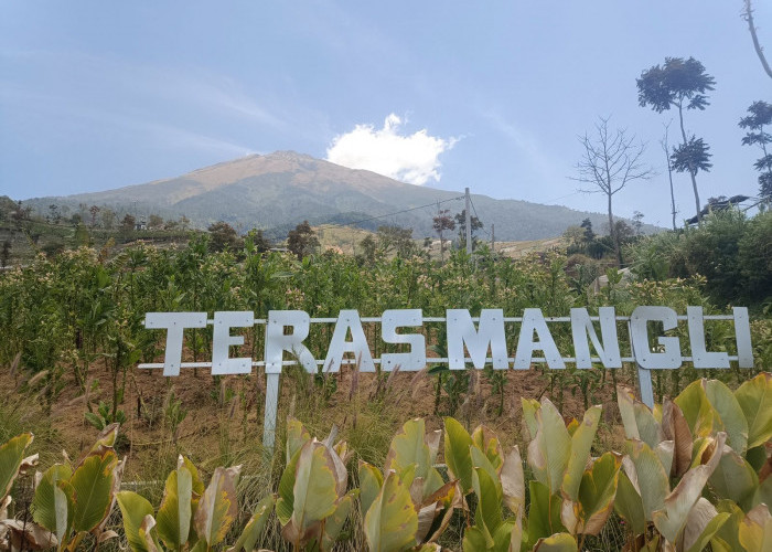 Teras Mangli: Menikmati Sensasi Nongkrong di Kafe View Gunung Sumbing yang Cantik dan Menarik 