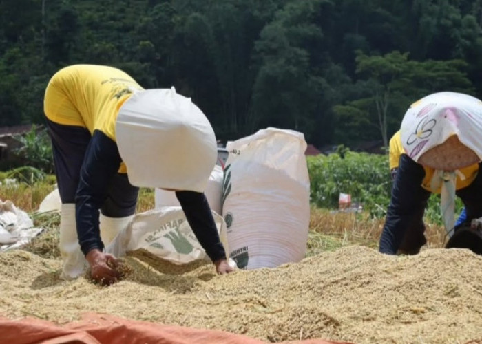 Bulog Magelang Siap Beli Gabah Petani Temanggung Rp6.500/Kg, Pastikan Penyerapan 4.000 Ton Beras