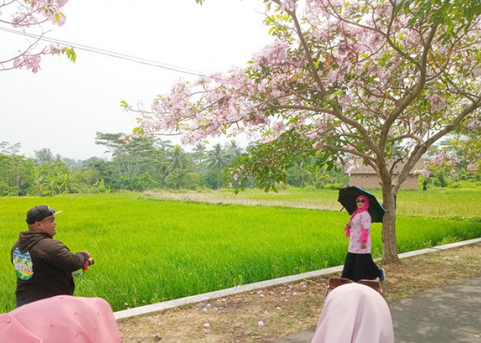 Meraup Berkah dari Musim Bunga Tabebuya, Magelang Jadi Negeri Sakuranya Indonesia