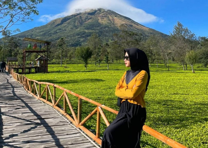 Wisata Kebun Teh Sikatok Wonosobo