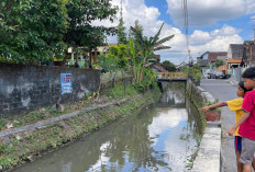 Warga Kampung Jambon Magelang Sulap Sungai Jadi Kolam Ikan, Panen Dibagikan Gratis