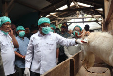 Bukan Sekadar Produksi Susu, Peternak Merapi Dibidik Jadi Pusat Regenerasi Petani Muda