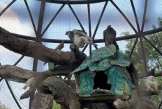 Alun-alun Purworejo Menjadi Kawasan Ramah Anak, Sediakan Mini Aviary Hingga Playground