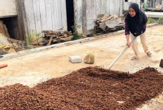 Petani Kopi Temanggung Dongkrak Mutu Lewat Rumah Pengering Biomassa