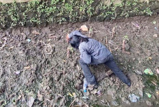 Sindir Parahnya Sedimentasi, Paguyuban Peduli Kali Magelang Tanam Ketela di Sungai
