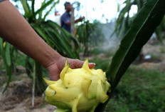 Dari Banyuwangi ke Pasar Lebih Luas, Petani Buah Naga Naik Kelas Berkat Program Klasterku Hidupku BRI