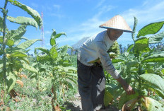 Panen Tembakau Temanggung Mundur, Petani Masih Menunggu Kepastian Kuota dan Harga dari Pabrikan