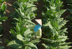 APTI Kawal Aturan Rokok Polos dan Nikotin, Petani Tembakau Khawatir Terdampak