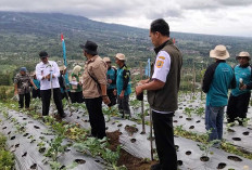 Harga Naik, Lahan Kopi Wonolelo Sawangan Magelang Diperluas