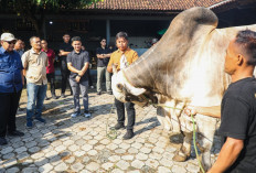 Mampu Cetak Sapi Kurban Kelas Sultan, Peternakan di Purworejo Ini Dipuji Gubernur Ahmad Luthfi